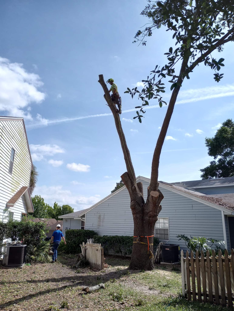a tree removal expert trimming a tall tree
