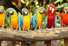 most beautiful parrots in the world