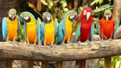 most beautiful parrots in the world