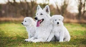White Dog Breed