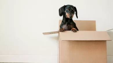 Dog Shipping Services