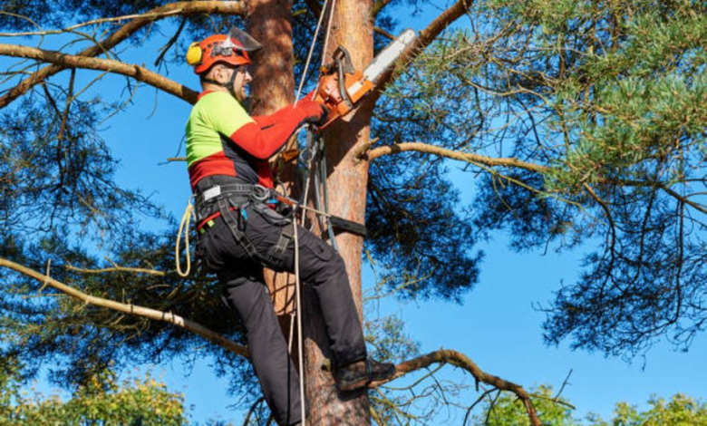 a tree removal expert using chain saw